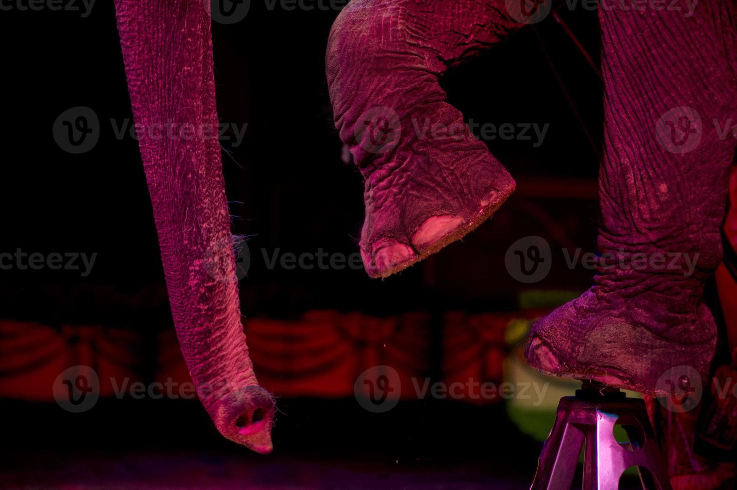 Zirkus Elefant Nahansicht foto