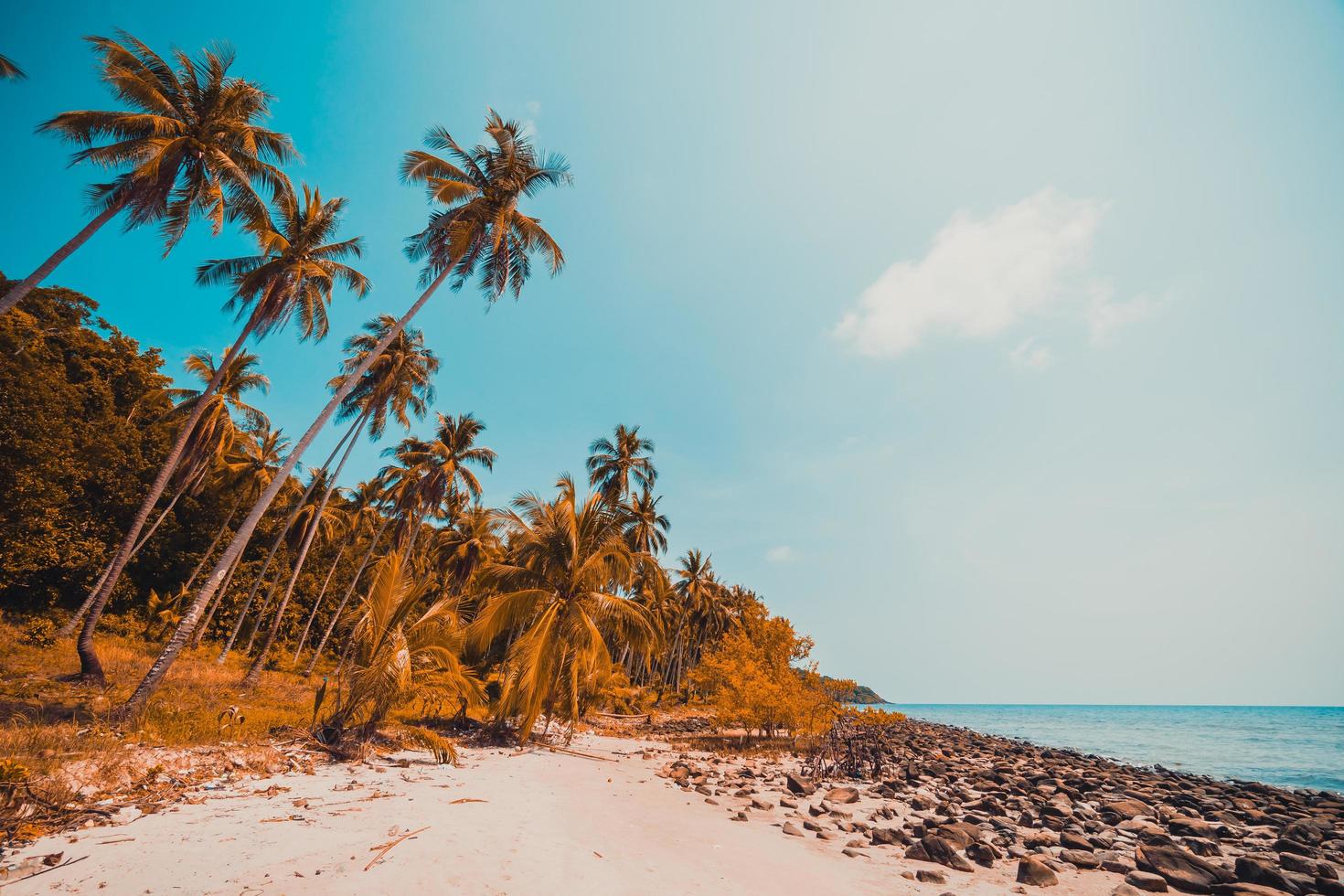 tropischer Strand und Meer mit Kokospalmen foto