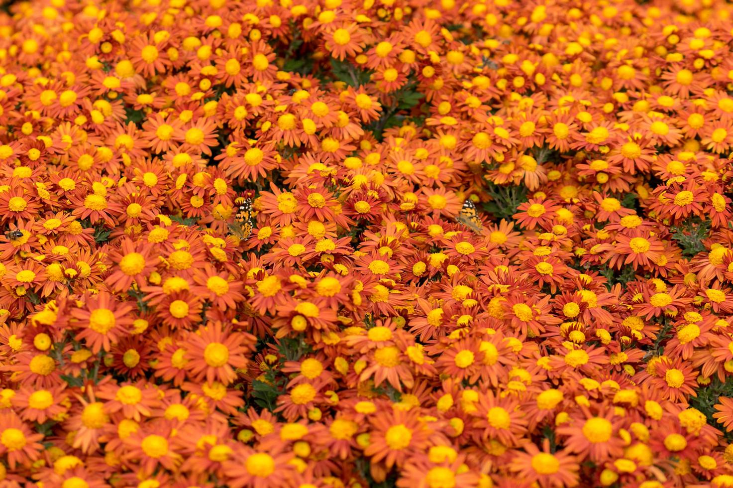 orange Chrysanthemenblüten foto