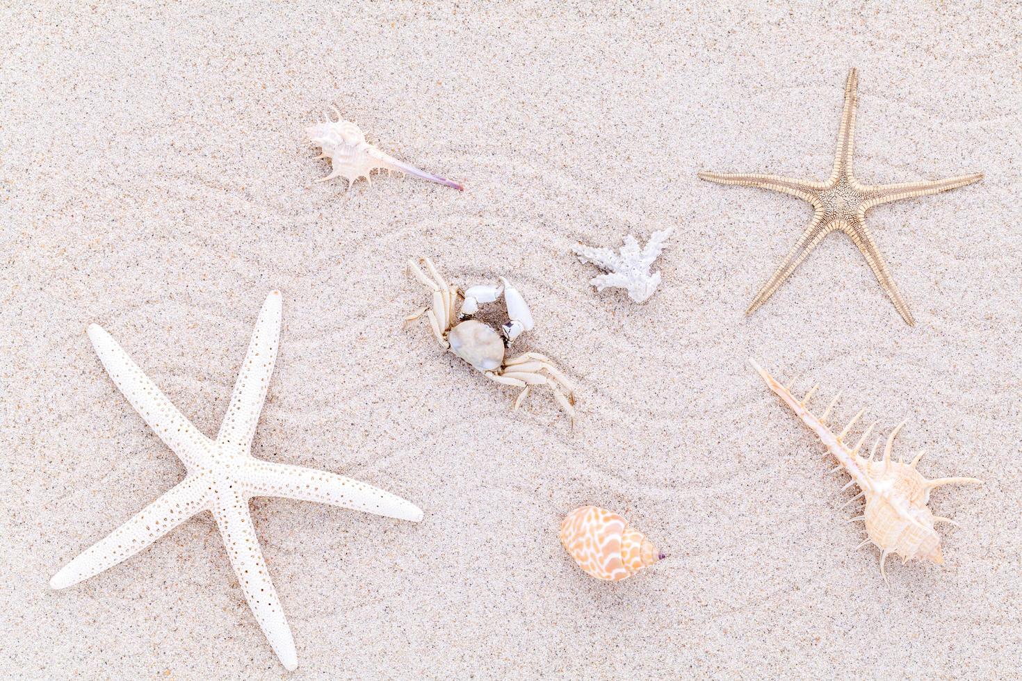 Muscheln im Sand foto