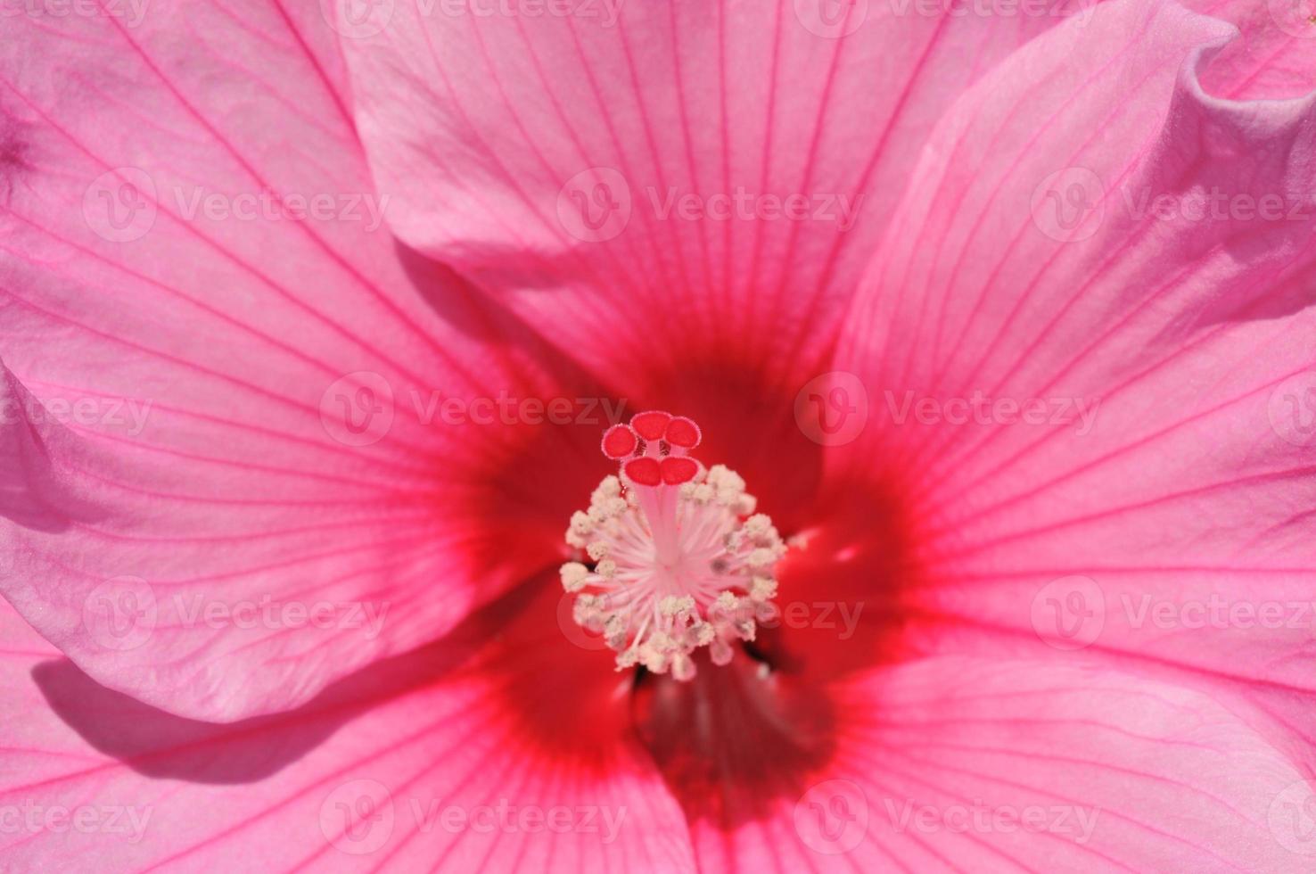 ein Blume Stempel im das Rosa Hintergrund foto