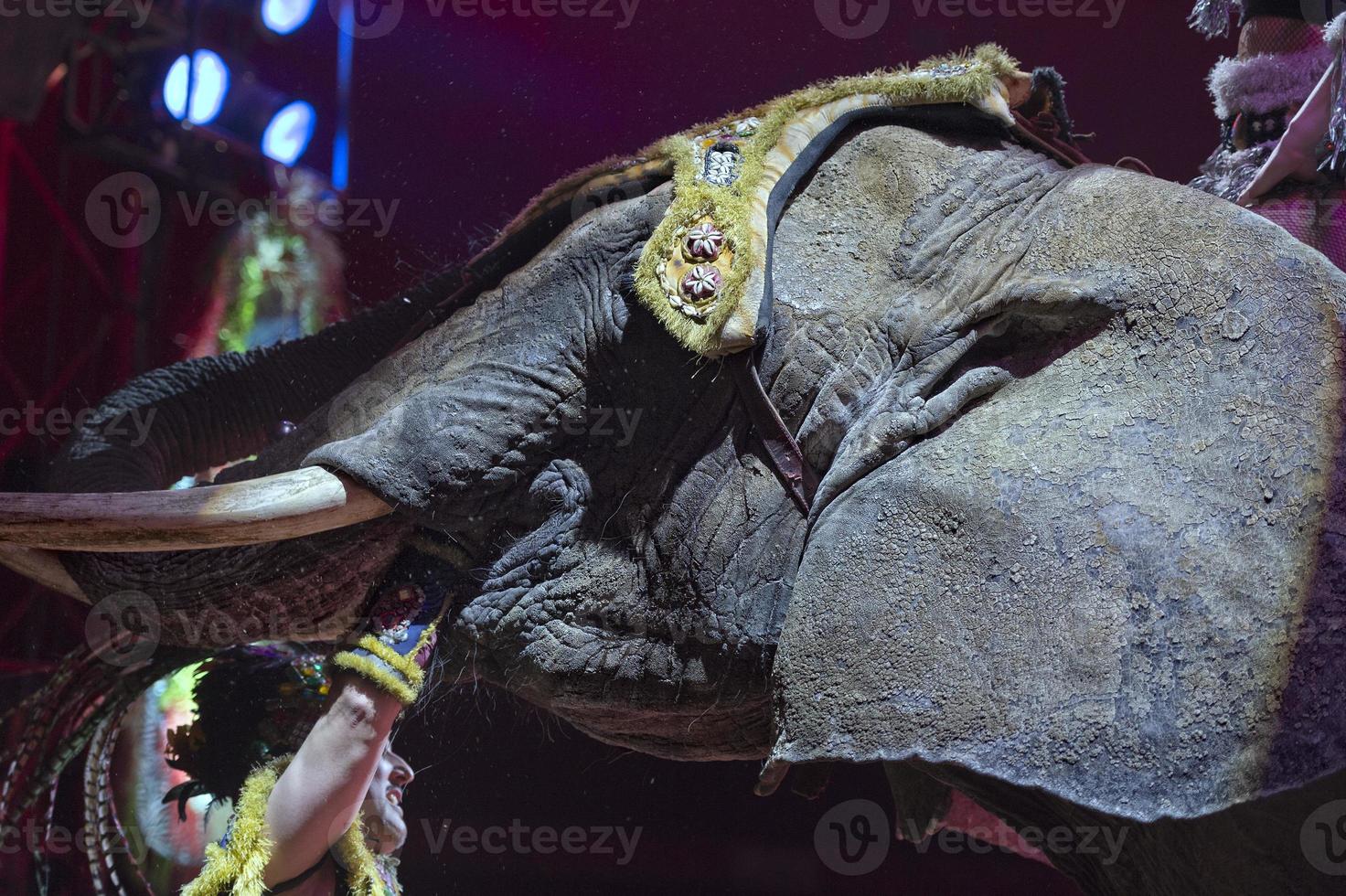 Zirkus Elefant Show foto