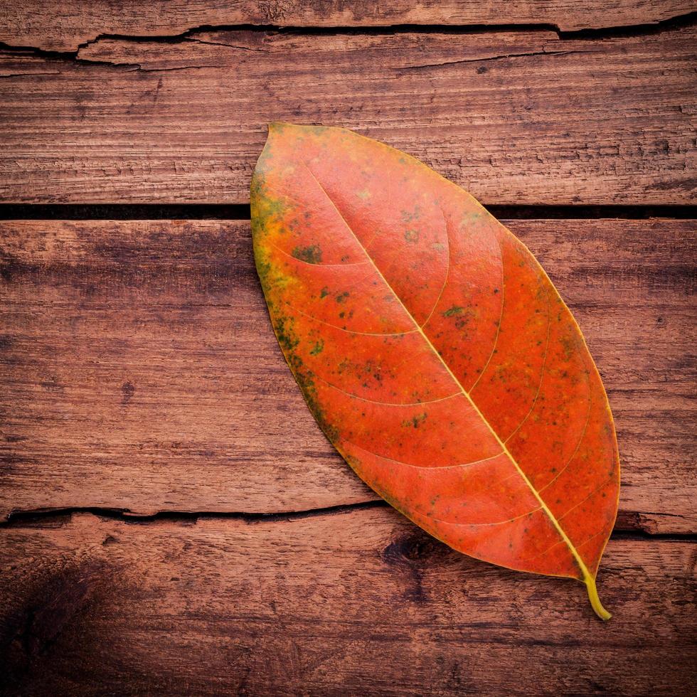 rotes Blatt auf Holz foto