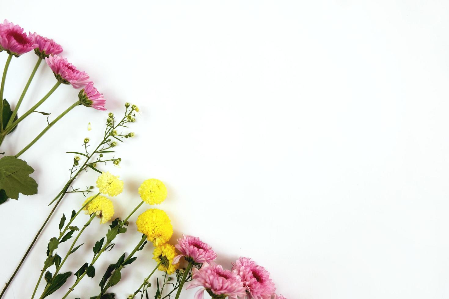 Chrysanthemen auf weißem Hintergrund foto