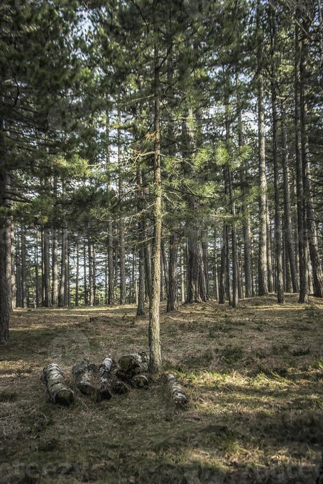 spät Winter im das Wald auf das Berg von Tara im Serbien foto