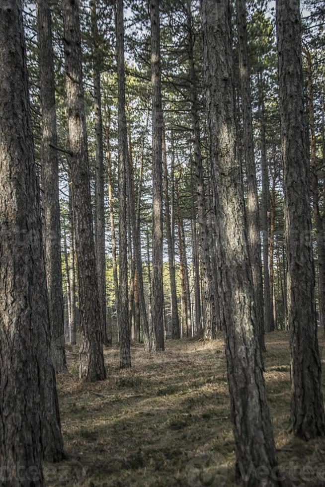 spät Winter im das Wald auf das Berg von Tara im Serbien foto