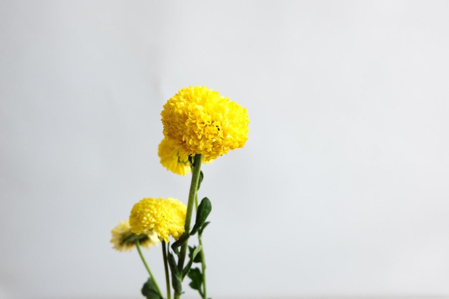 gelbe Pom Pom Chrysanthemenblume foto