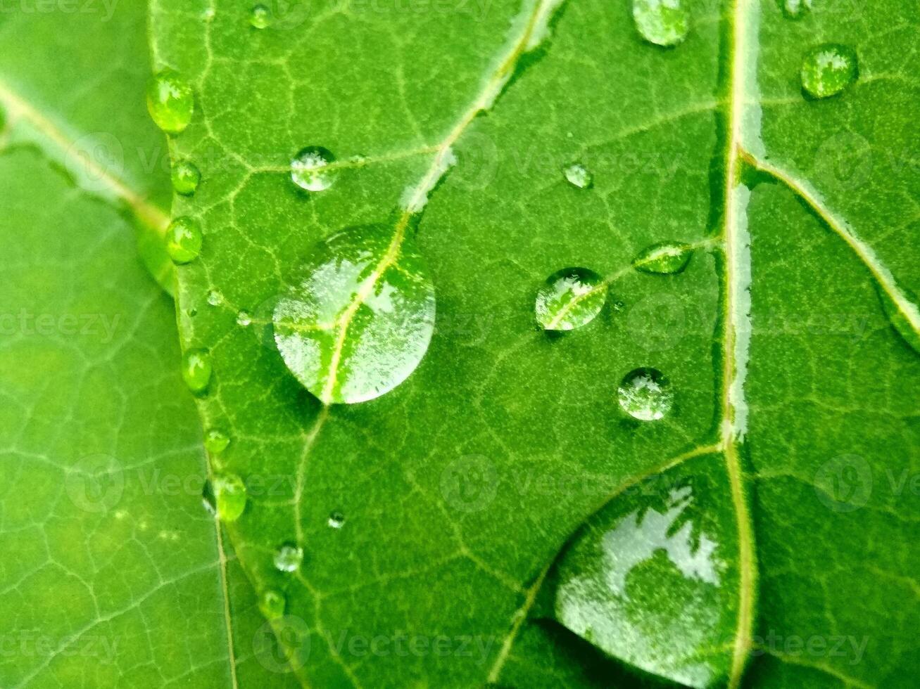 groß schön Tropfen von transparent Regen Wasser auf ein Grün Blatt Makro. Tröpfchen von Wasser funkeln Blendung im Morgen Sonne . schön Blatt Textur im Natur. natürlich Hintergrund, kostenlos Raum. foto