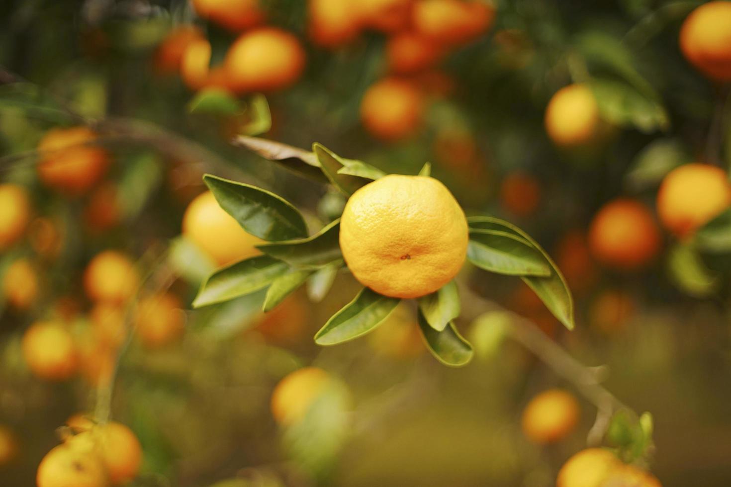 einzelne Mandarine auf Zweig mit Mandarinenbaum im Hintergrund foto