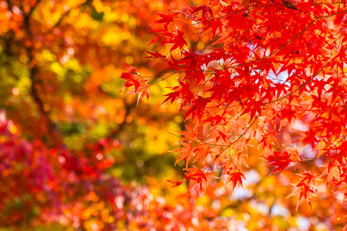 schöne Ahornbäume im Herbst foto