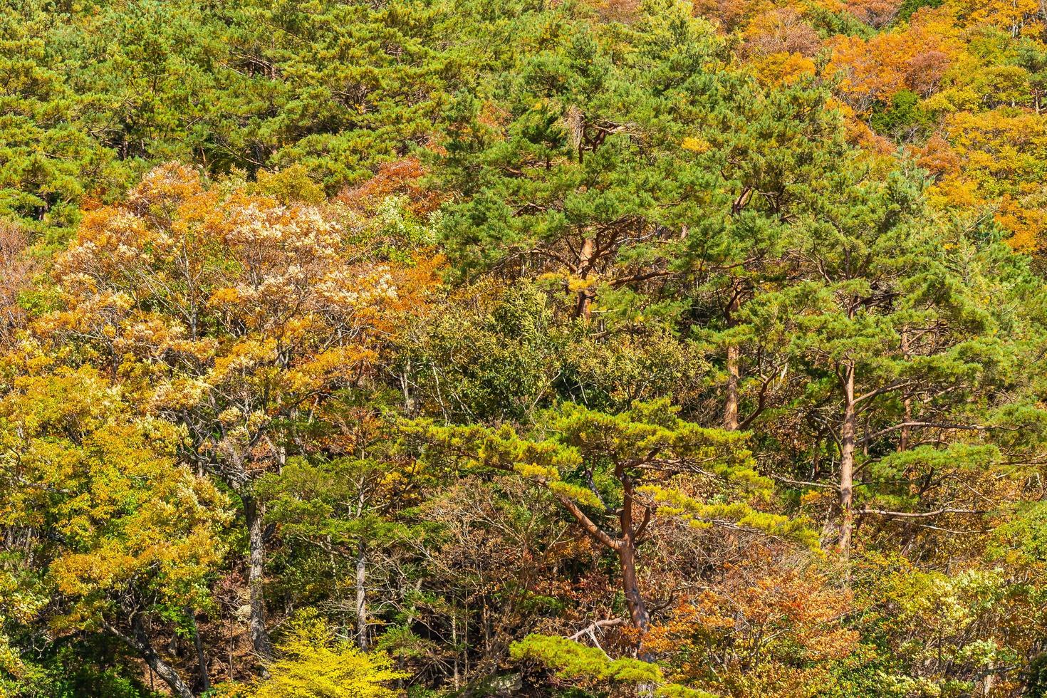 Ahornbäume in der Herbstsaison foto