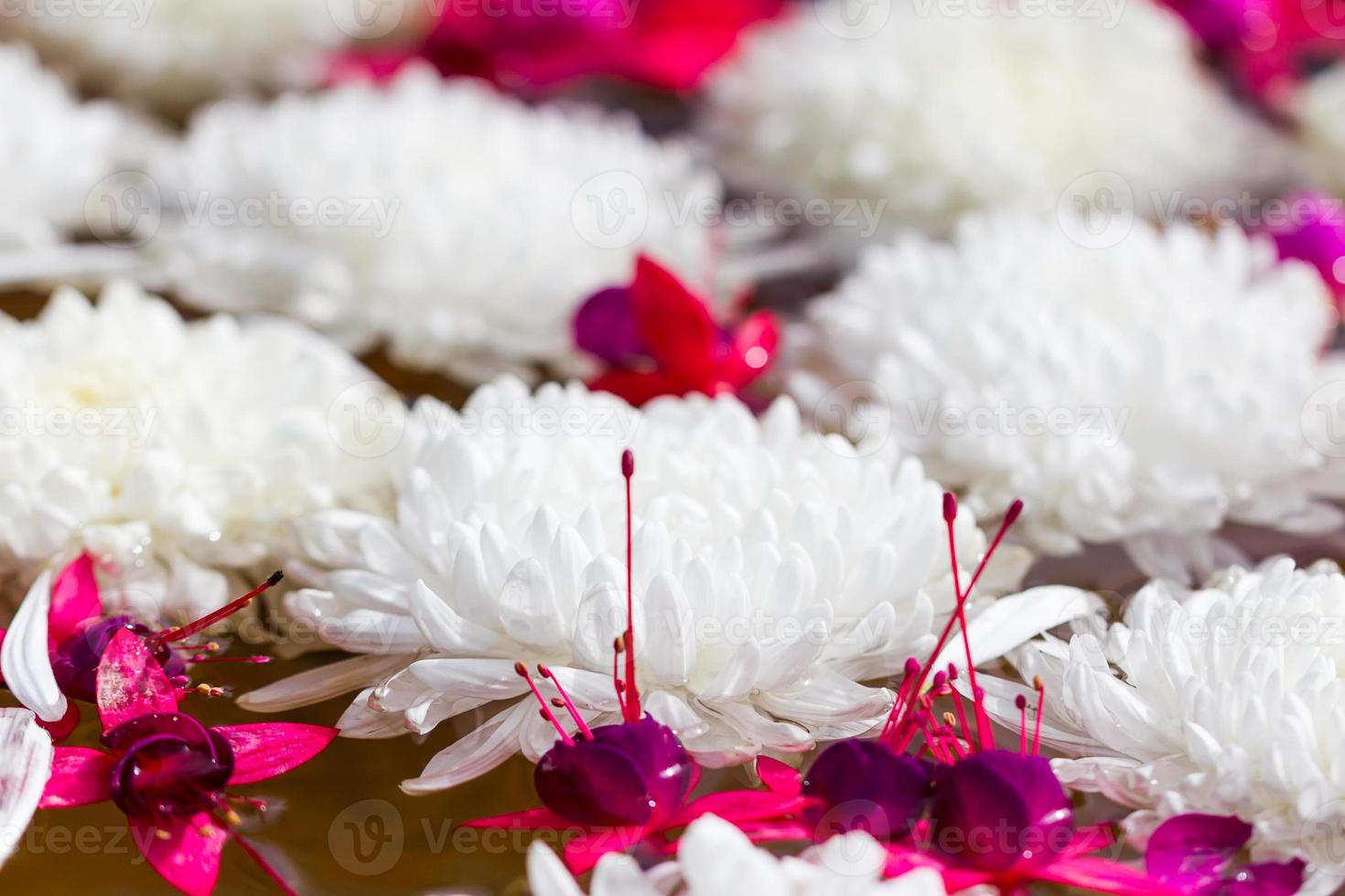 weiße Chrysanthemenblüten foto