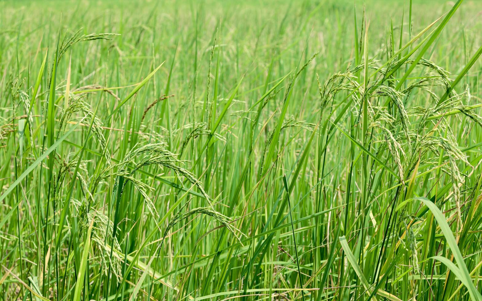 Feld von grünem Reis foto