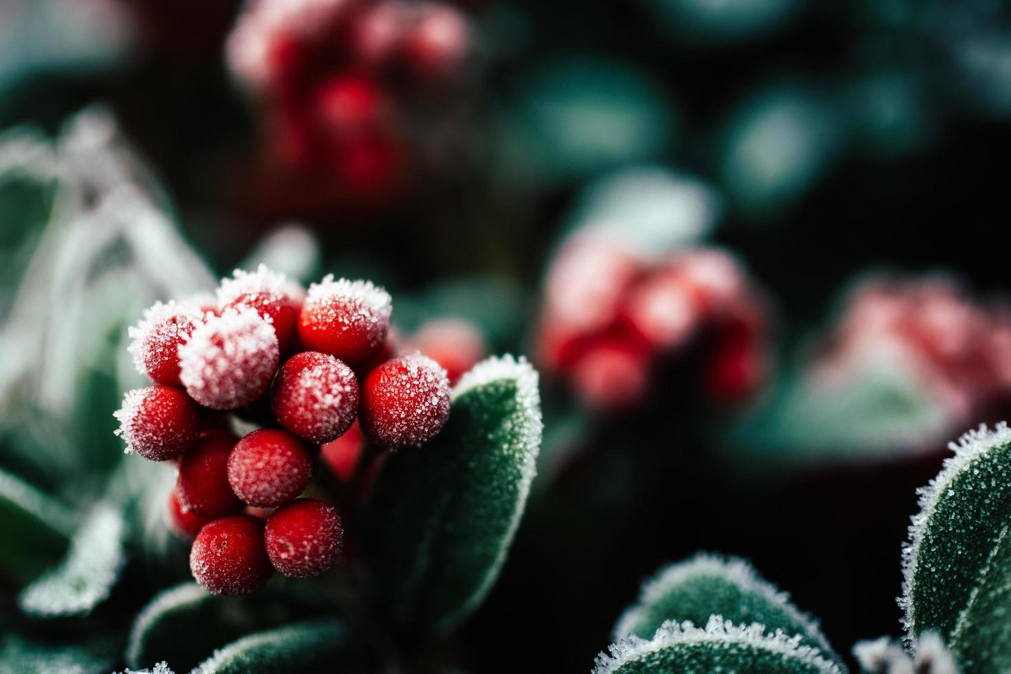 Frost auf roten Beeren und Blättern foto