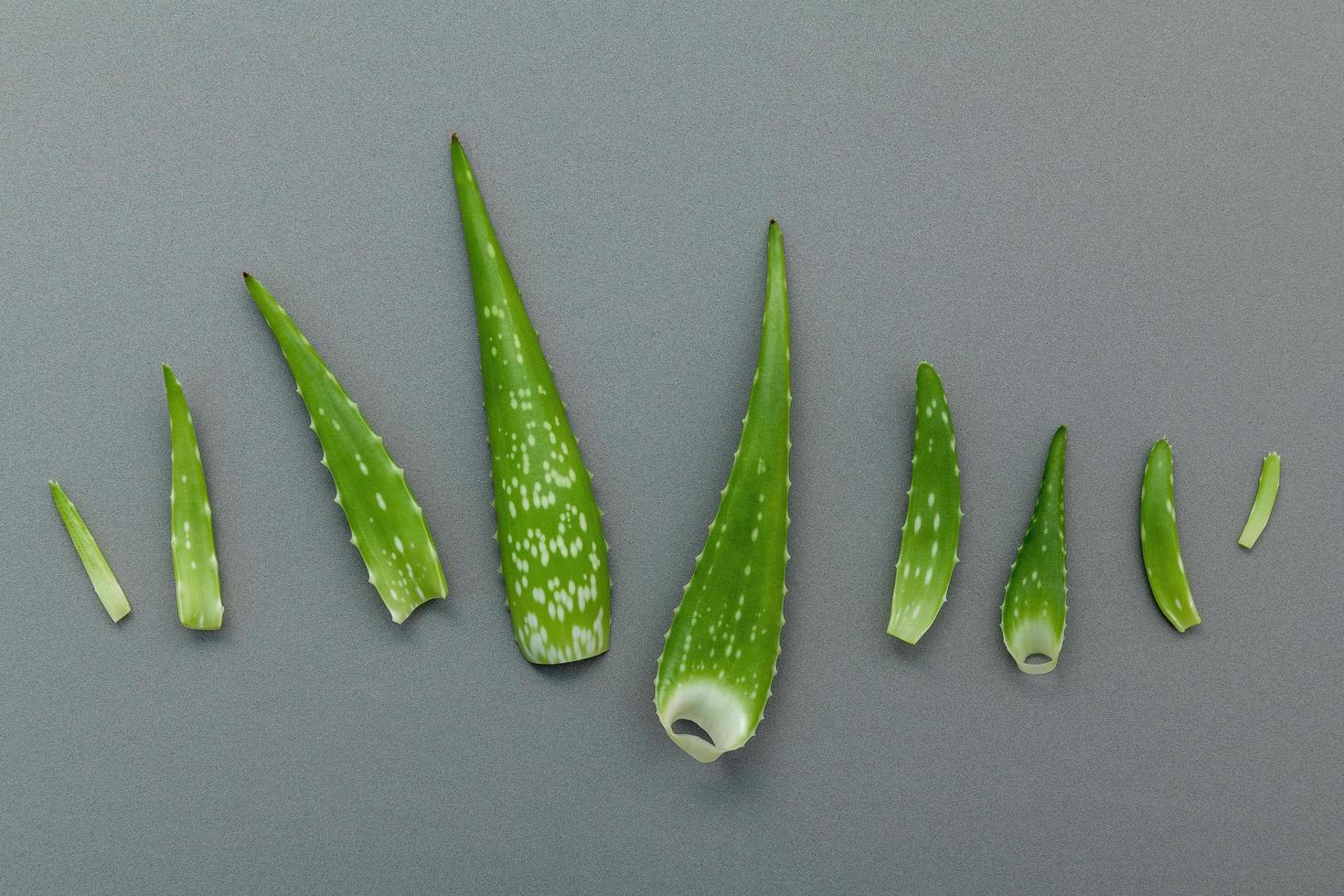 Aloe Vera Blätter auf grauem Hintergrund foto