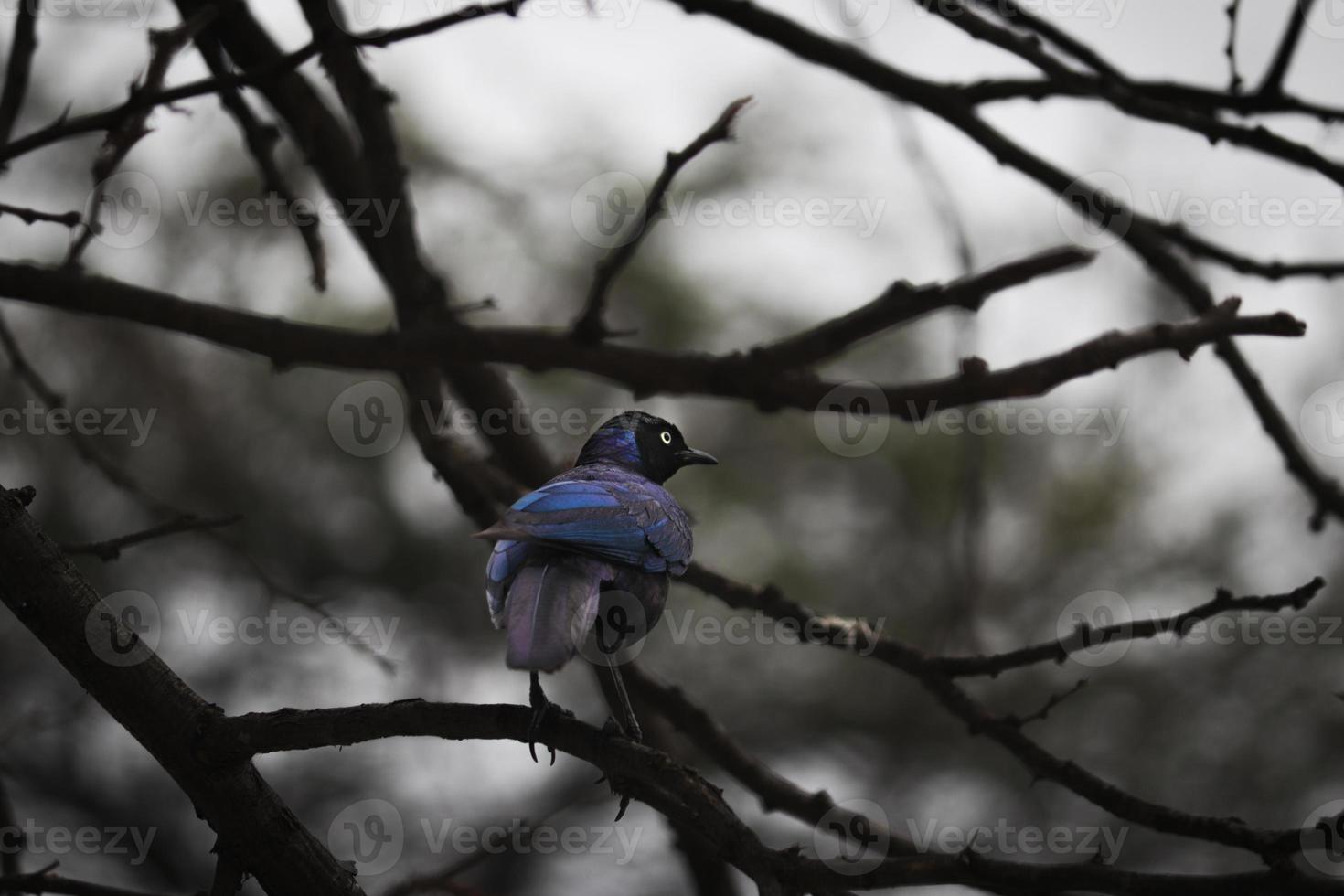 Starvogel thront auf Ast foto