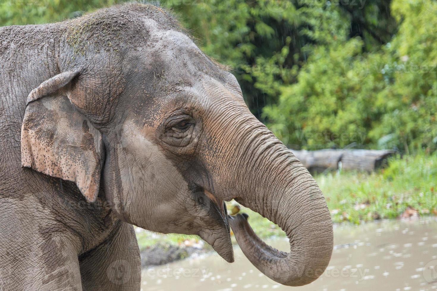 Elefant während Essen foto