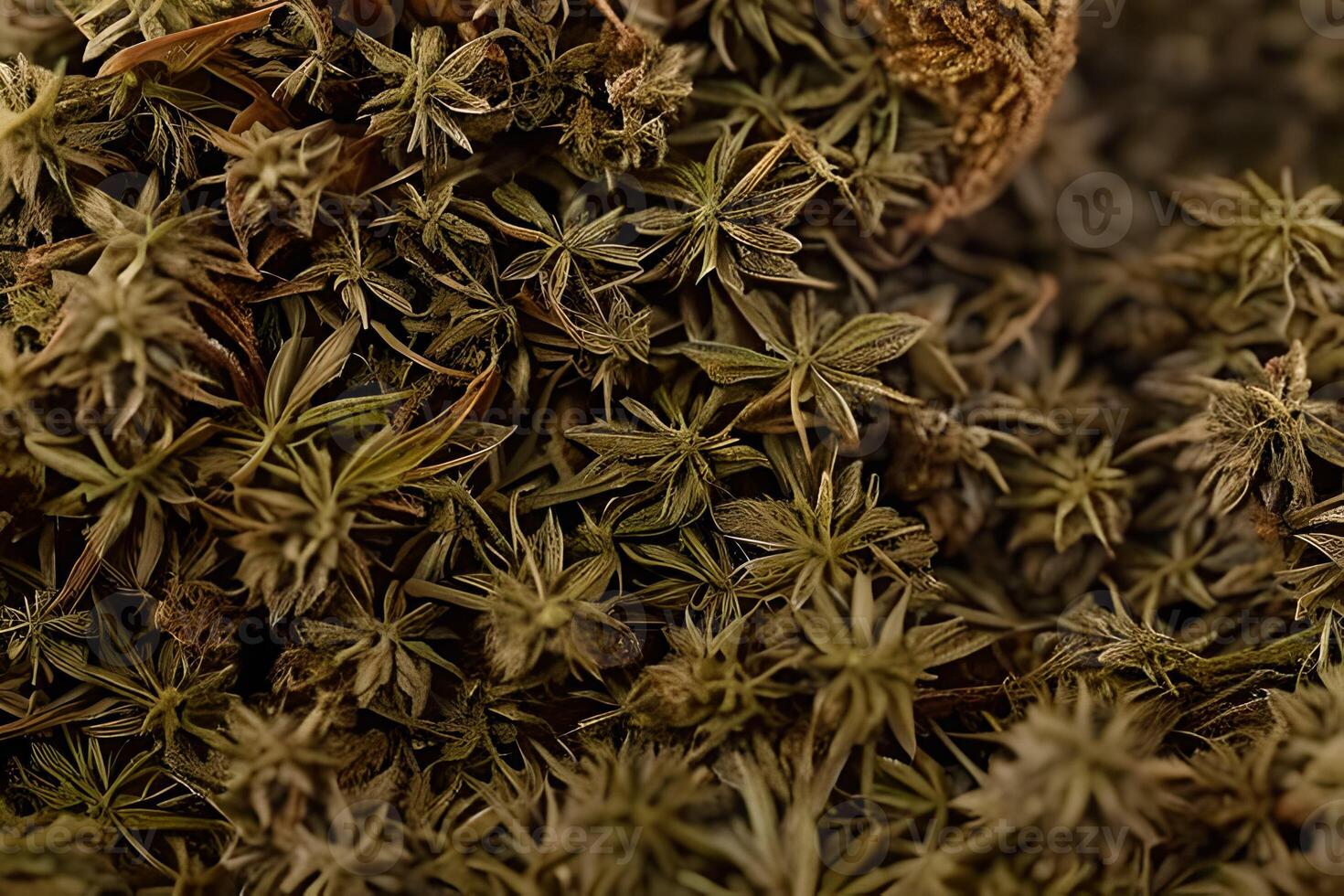 getrocknet Star Anis Blume und Samen benutzt im Kochen und Kraut Medizin. foto