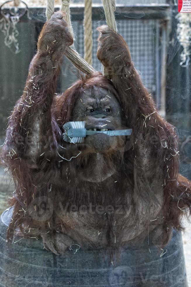 Orang-Utan-Affe Nahaufnahme Porträt im Zoo foto