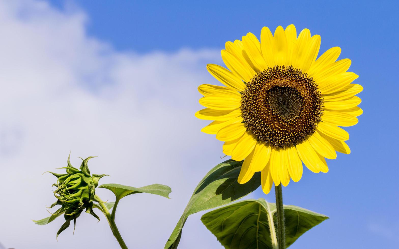helle Sonnenblume gegen einen blauen Himmel foto