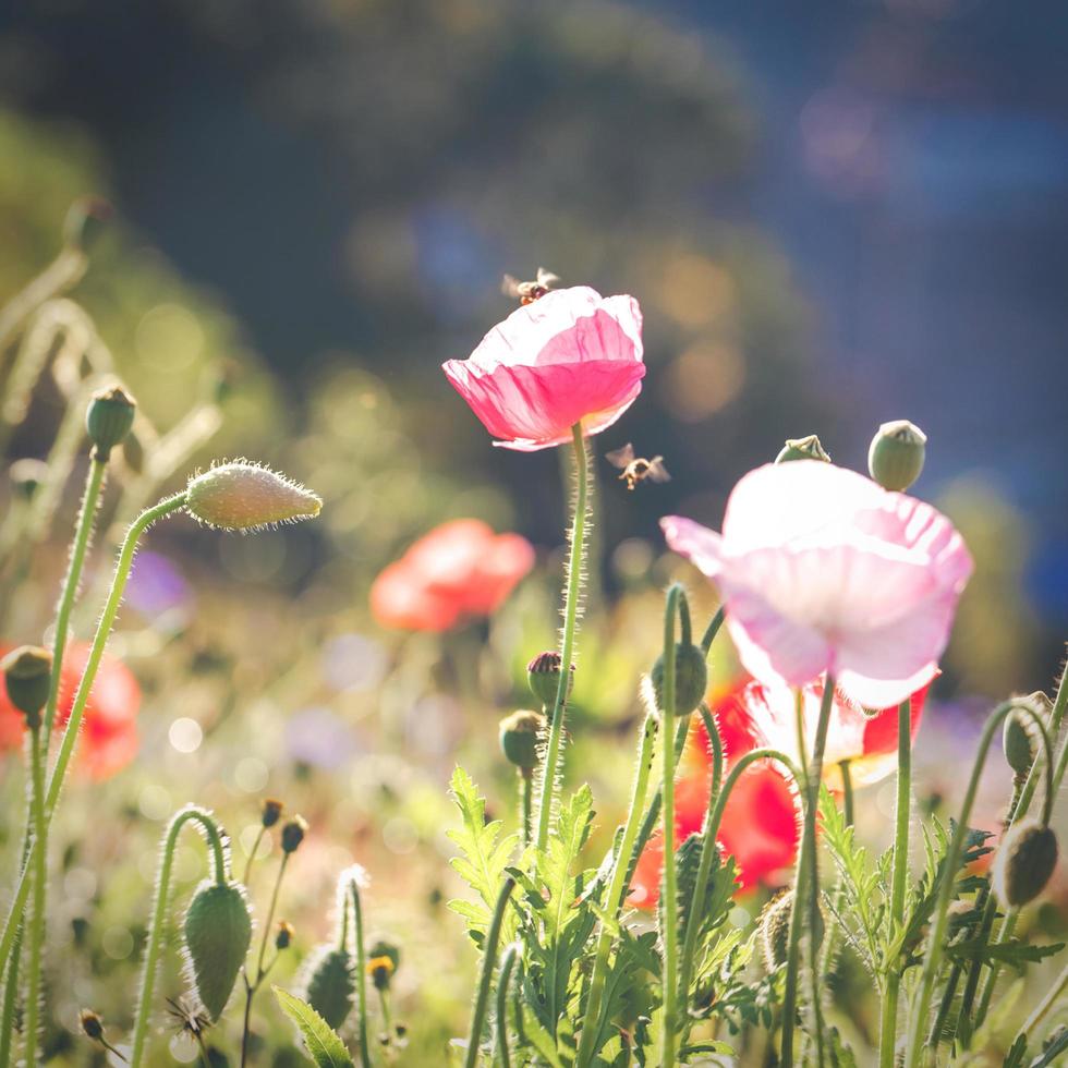 Mohnblumen auf einem Feld foto