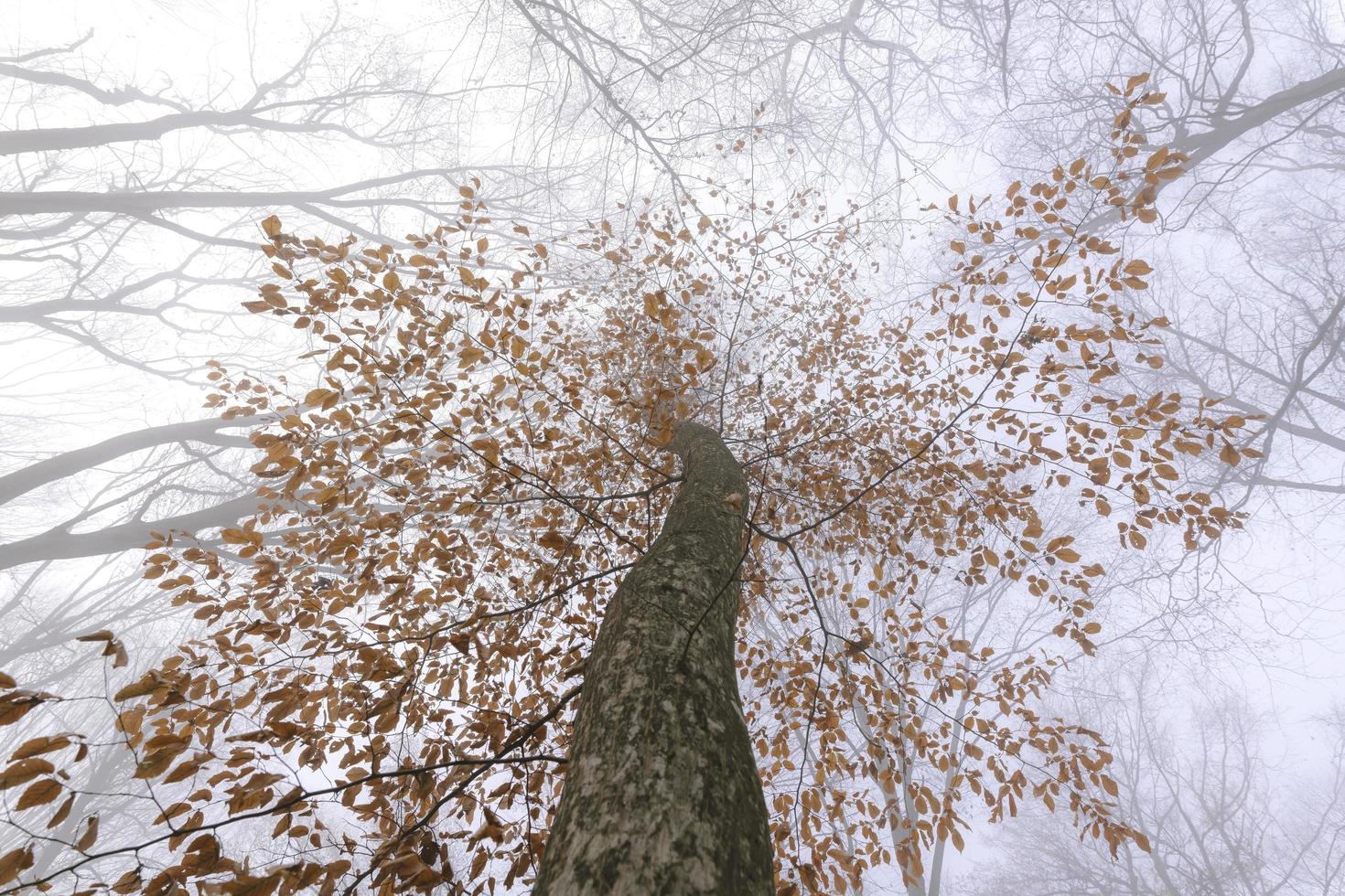 Perspektive unter einem Baum foto