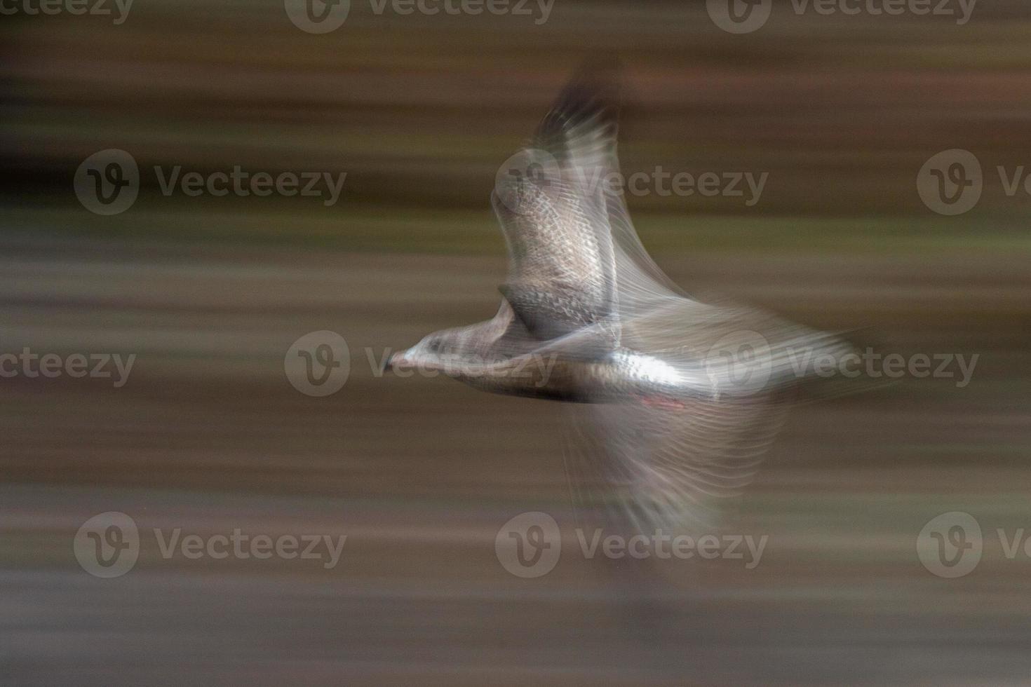 Bewegung bewirken auf Möwen während fliegend foto