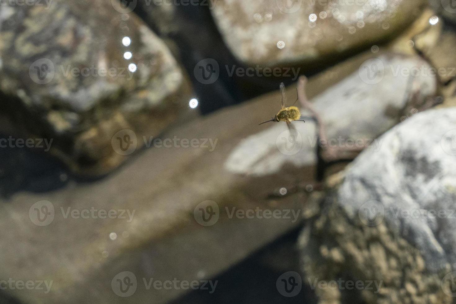 bombylius Insekt während fliegend foto