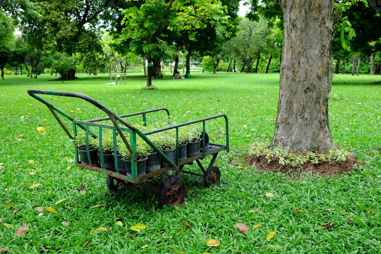 Grün Setzlinge auf Wagen im das Garten Das warten zum Vorbereitungen zum Pflanzen, geeignet zum Welt Umgebung Tag Konzept. foto