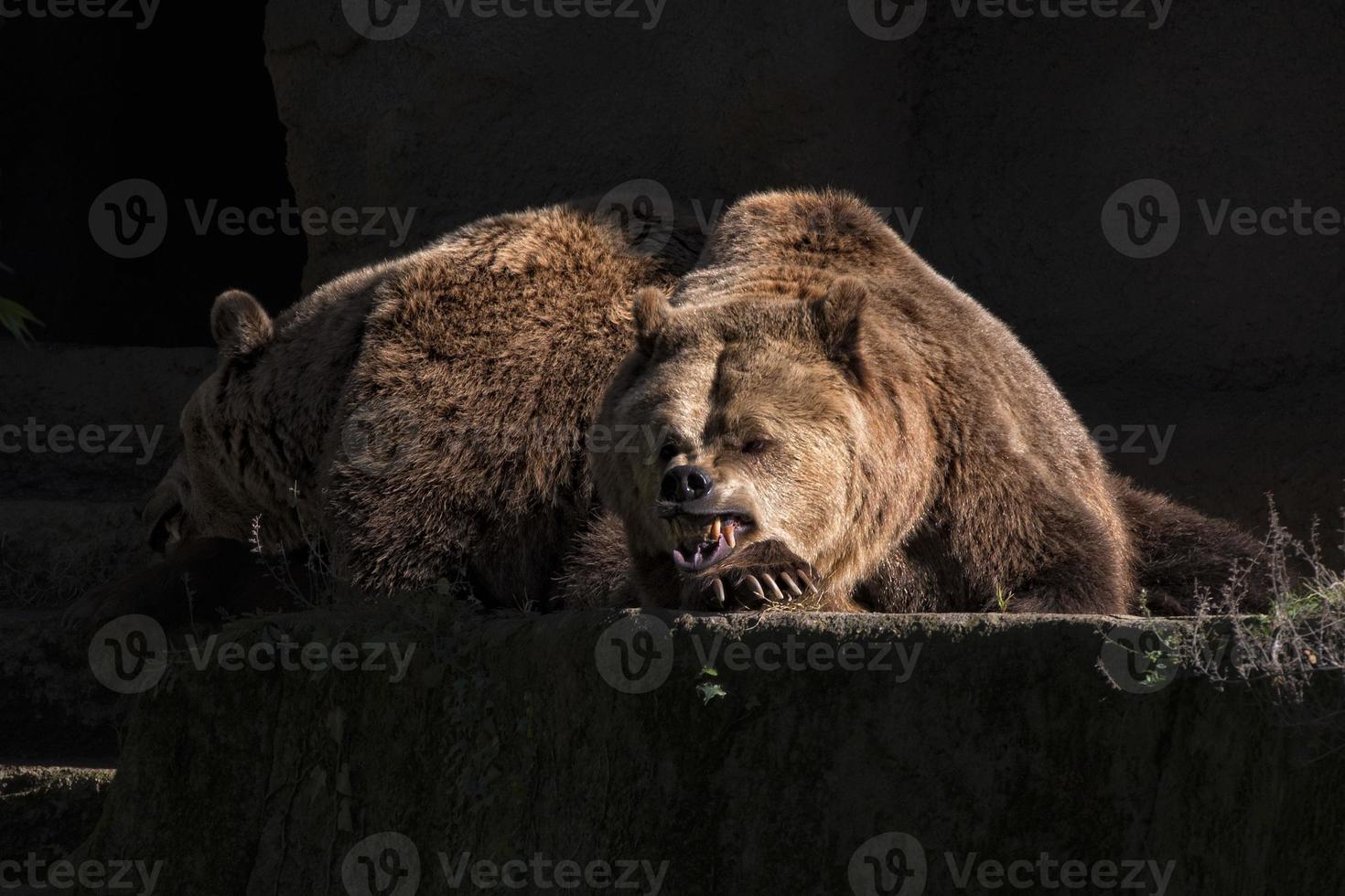 Bär braun Grizzly im das schwarz Hintergrund foto
