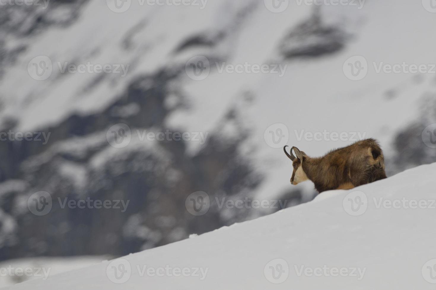 ein isolierter Gamshirsch im Schneehintergrund foto