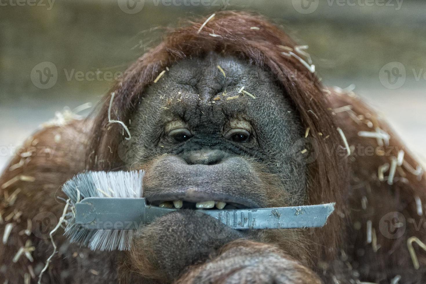 Orang-Utan-Affe Nahaufnahme Porträt foto