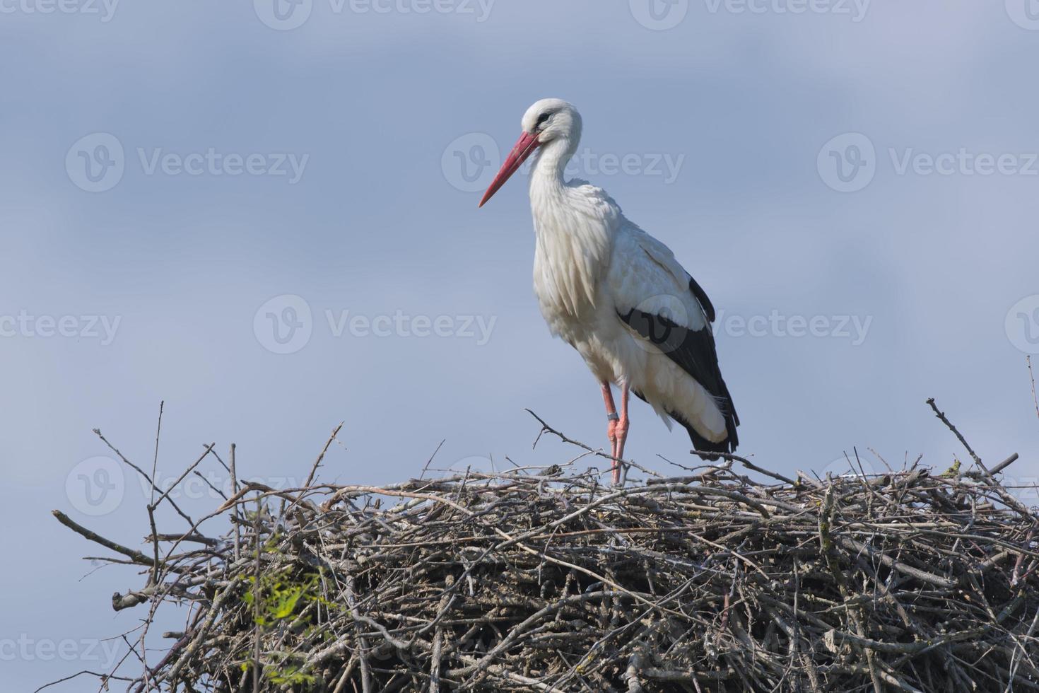 isolierter Storch auf dem Himmelshintergrund foto