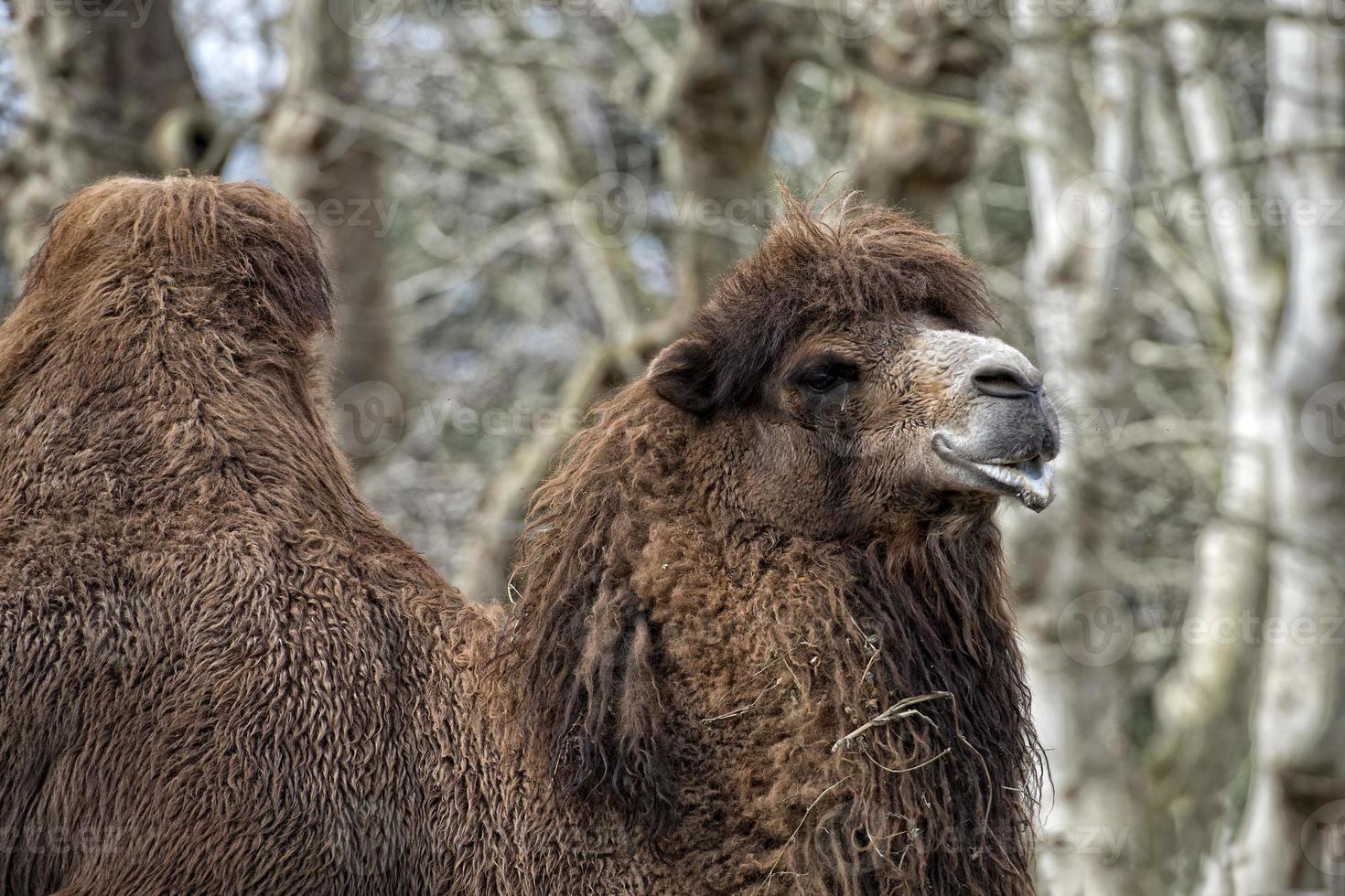 isoliertes dromedar-kamel, das in der nähe der beduinenoase sitzt foto