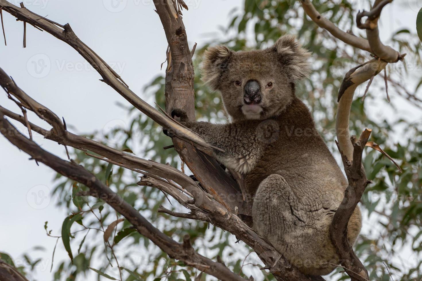 wilder Koala auf einem Baum, während er dich ansieht foto