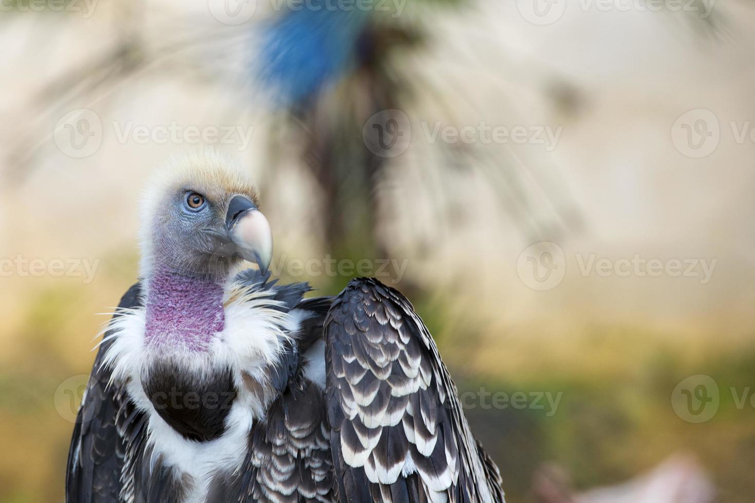 isolierter Geier, Bussard, der dich ansieht foto