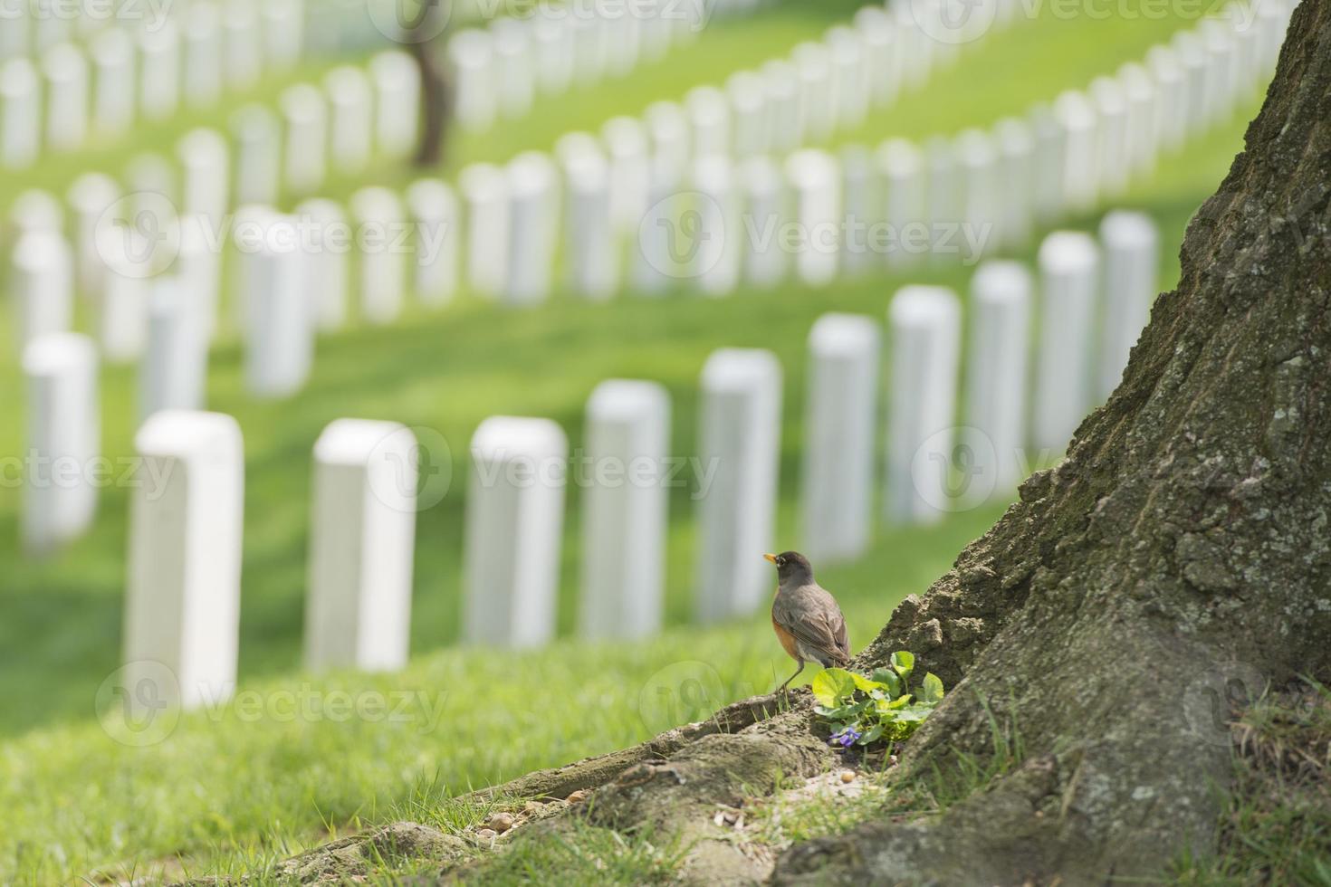 Friedhof von Arlington Friedhof foto