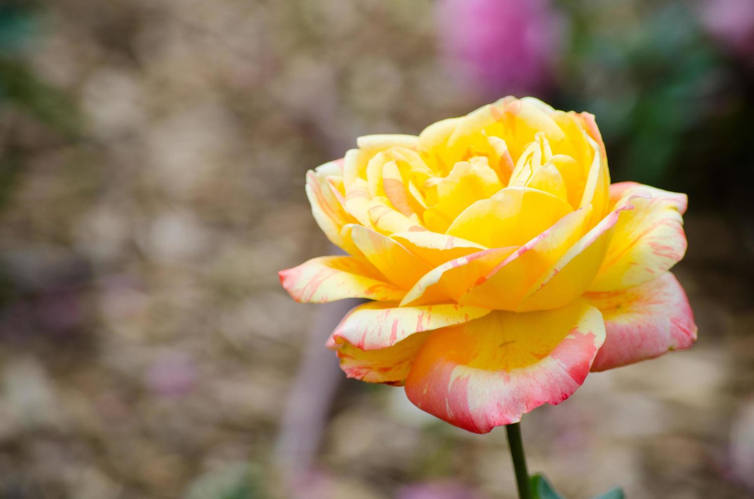 ein schön Gelb Rosa Hybrid Rose Blume beim ein botanisch Garten. foto