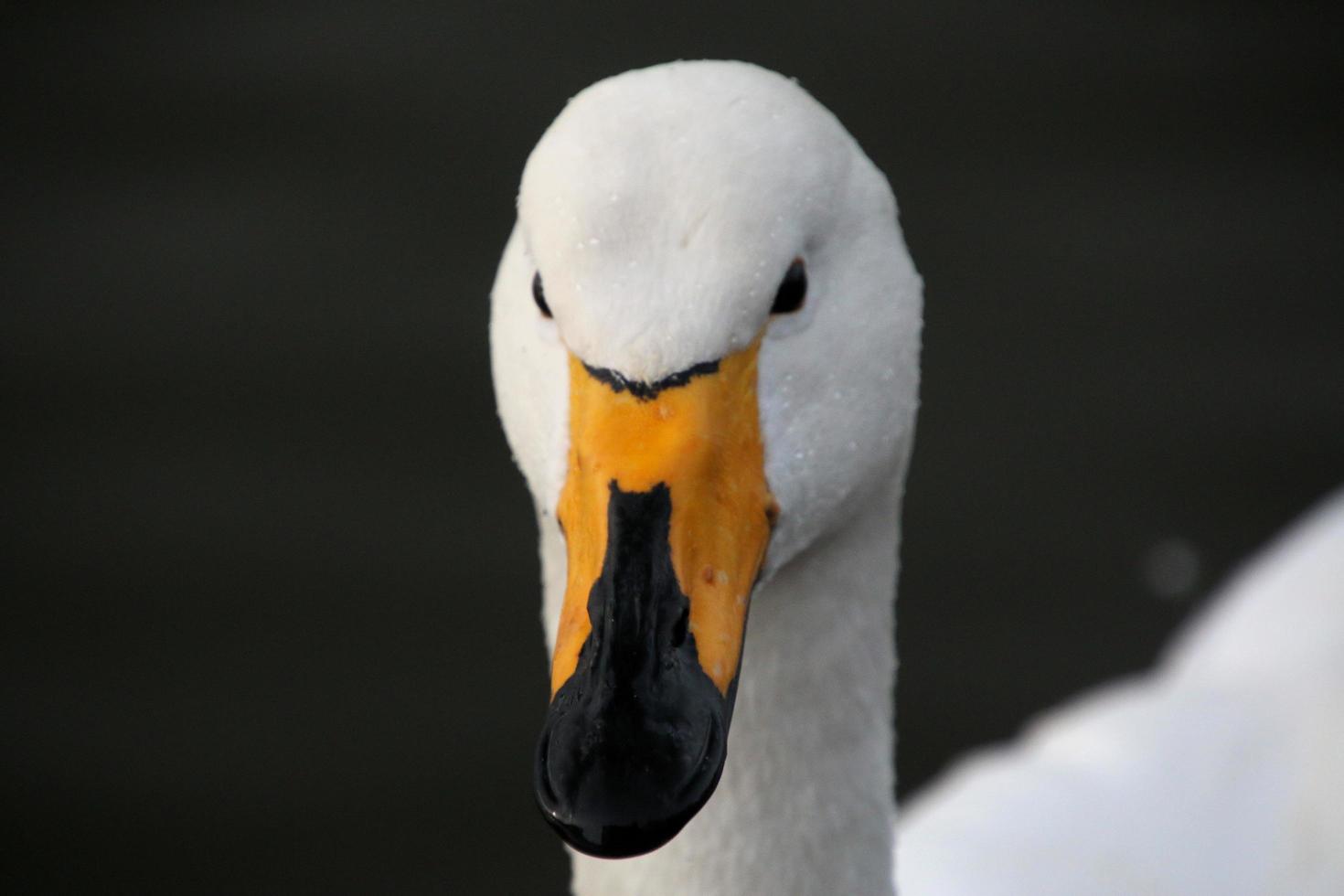 ein Aussicht von ein whooper Schwan im Reykjavik im Island foto