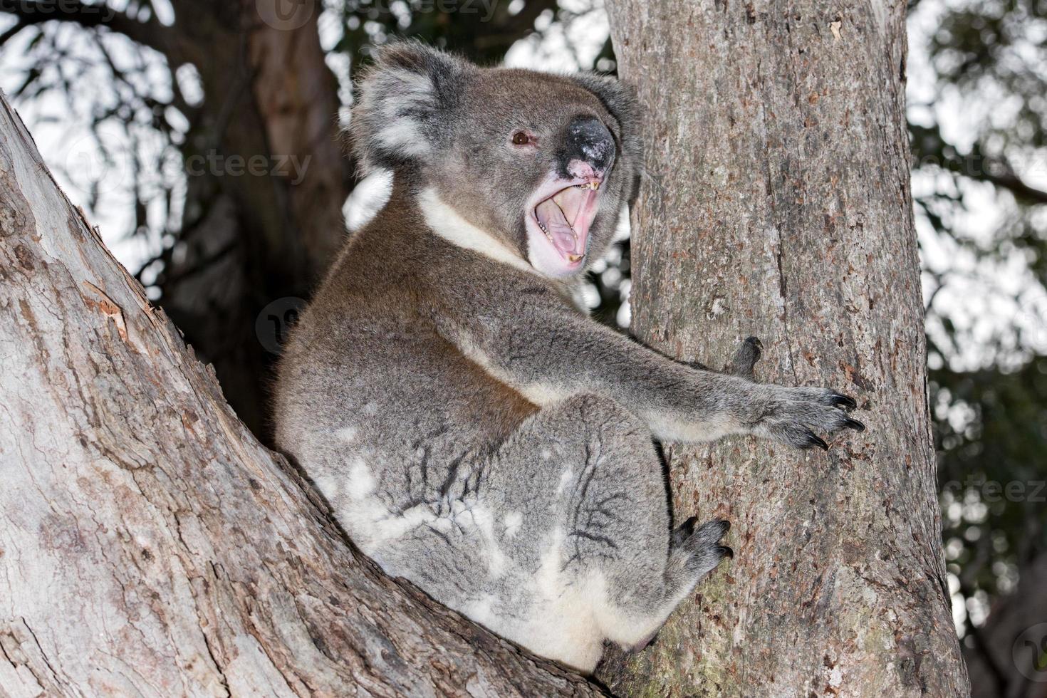 wilder Koala auf einem Baum beim Gähnen foto