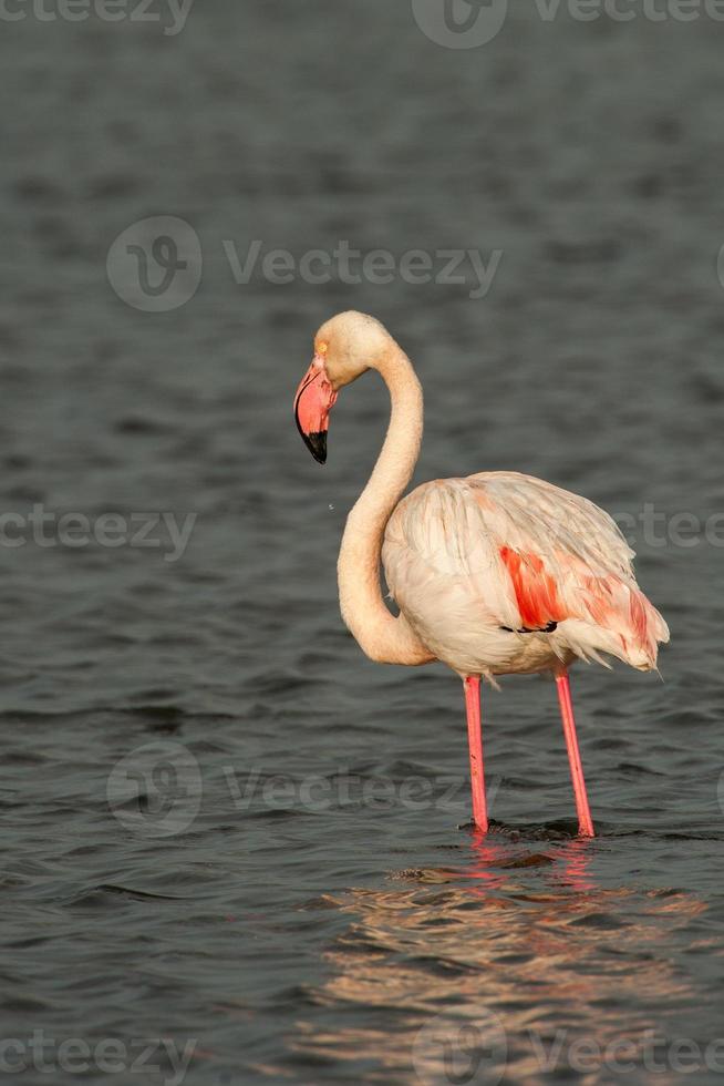 Rosa Flamingo entspannend im Wasser im Sardinien, Italien foto