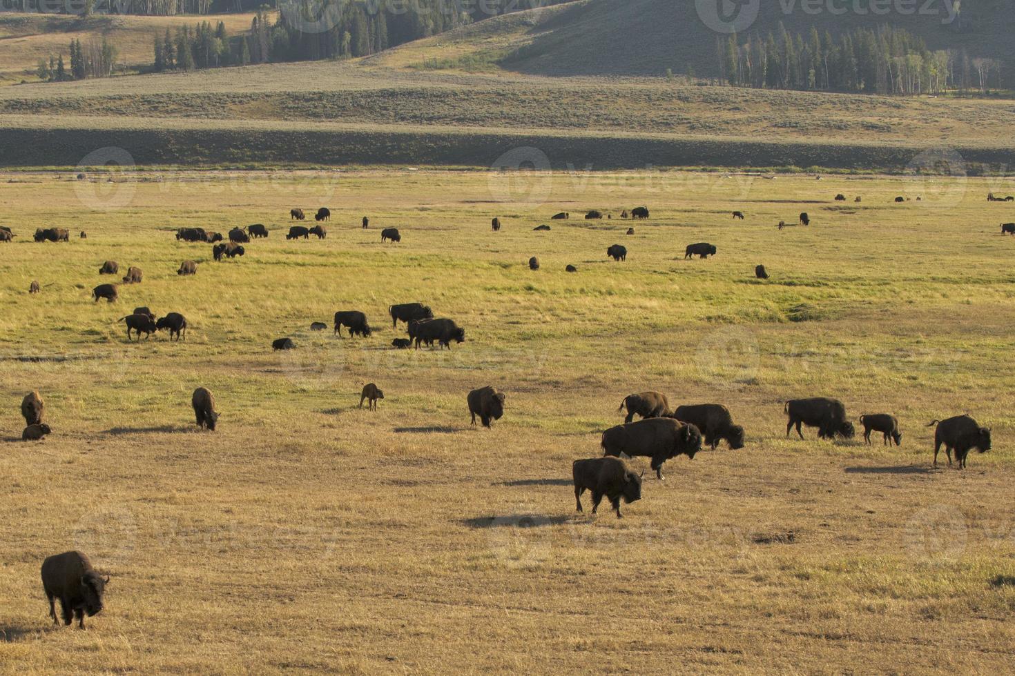 Büffelbison im Yellowstone foto