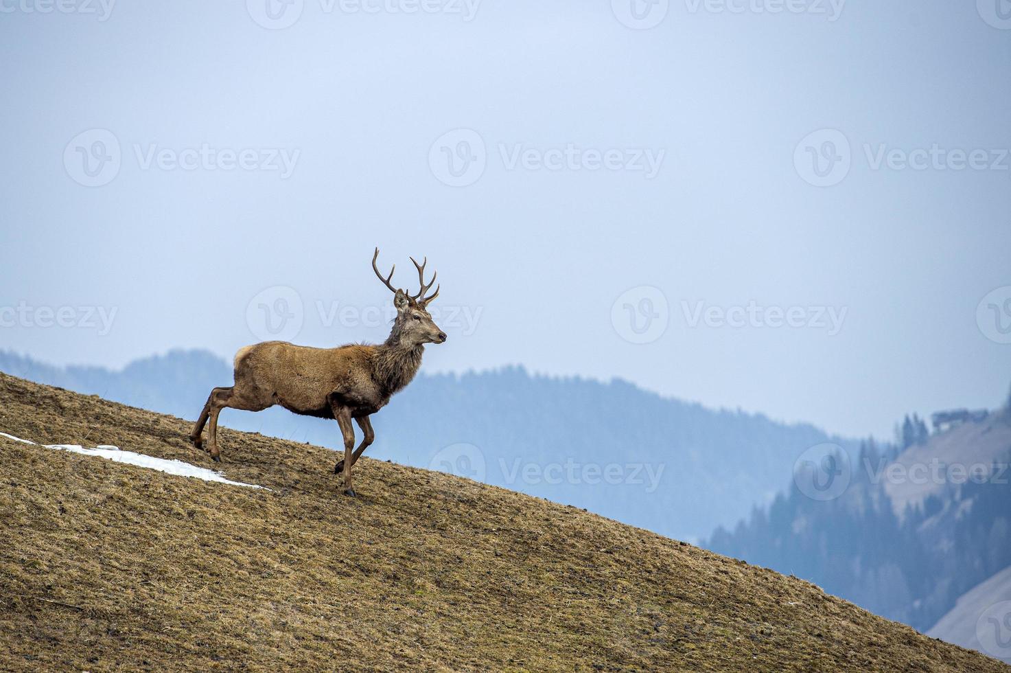 Hirschporträt, während er Sie in der Wintersaison ansieht foto