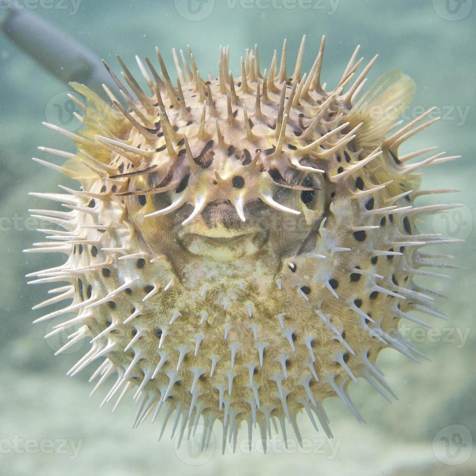 aufgeblasen Stachelschwein Ball Fisch foto