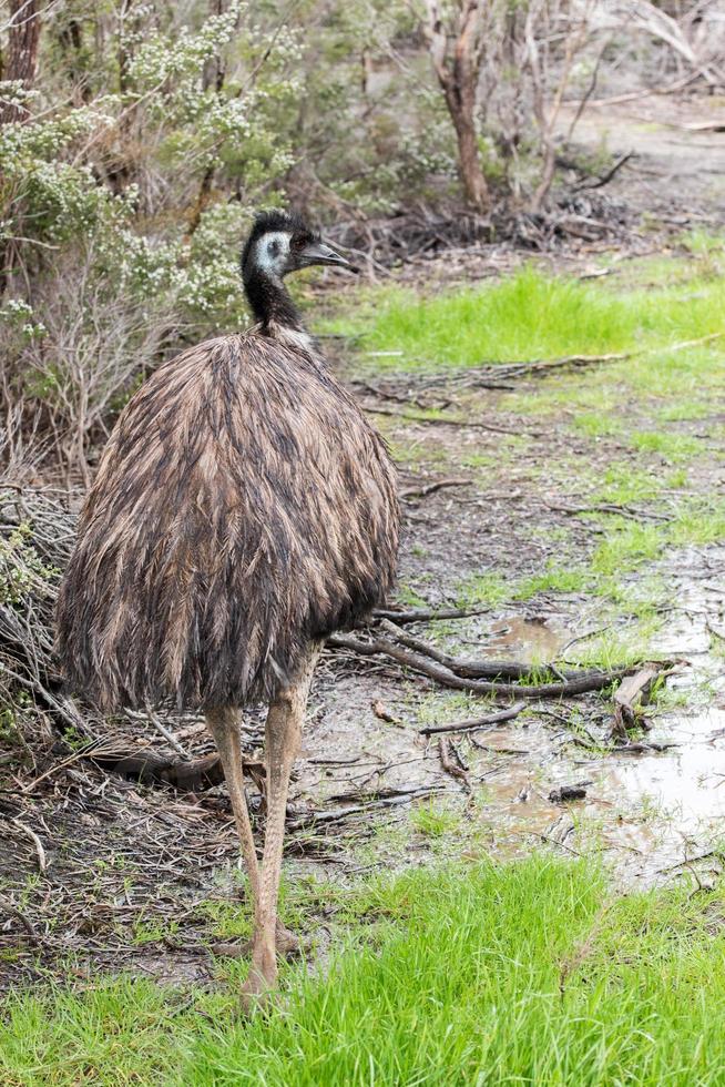 wildes Emu-Nahaufnahmeporträt foto