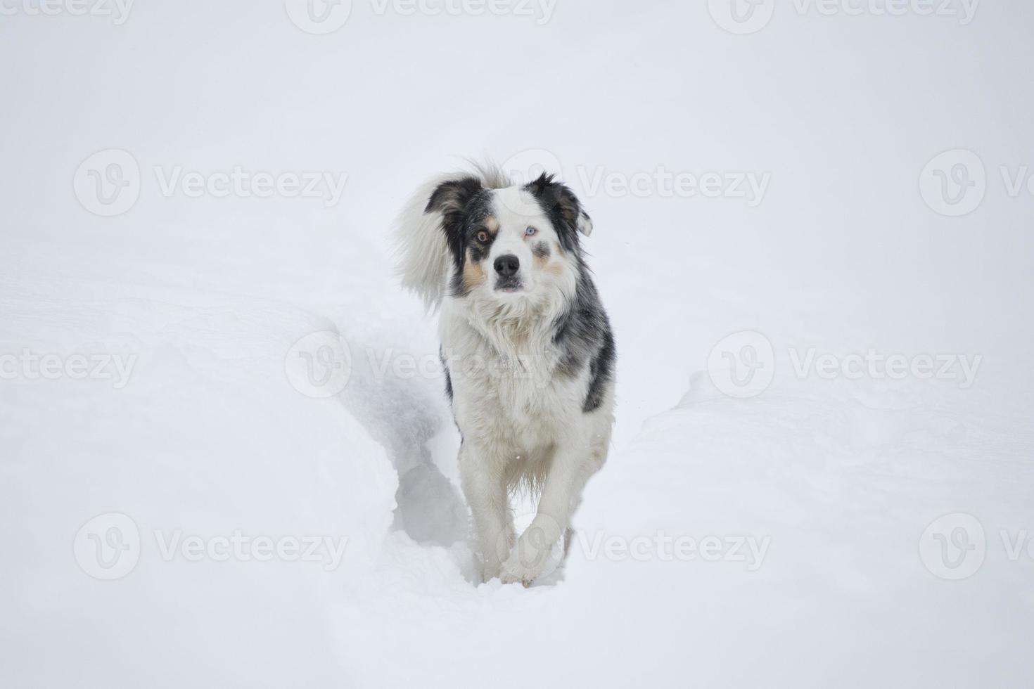 Blauäugiger Hund auf dem Schneehintergrund foto