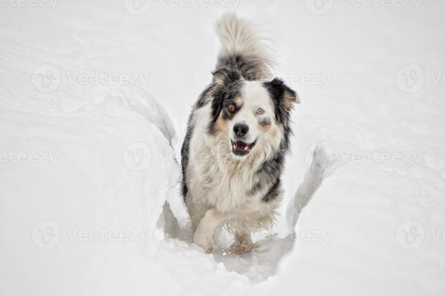 Blauäugiger Hund auf dem Schneehintergrund foto