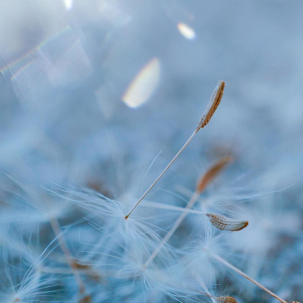 eine schöne Löwenzahnblume in der Frühlingssaison foto