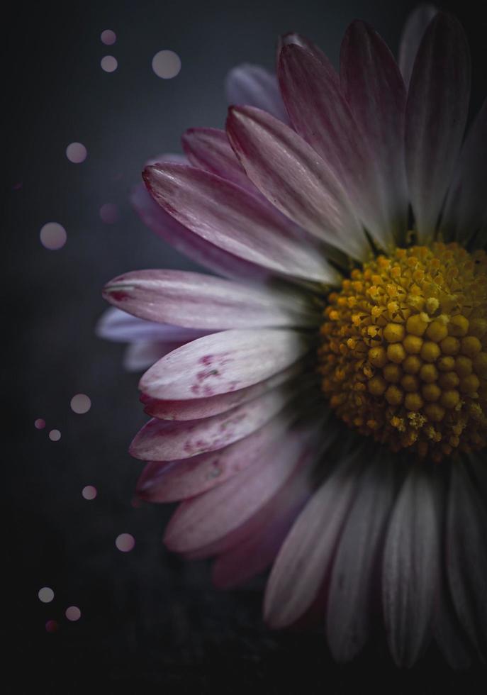 eine schöne Gänseblümchenblume im Garten in der Frühlingssaison foto