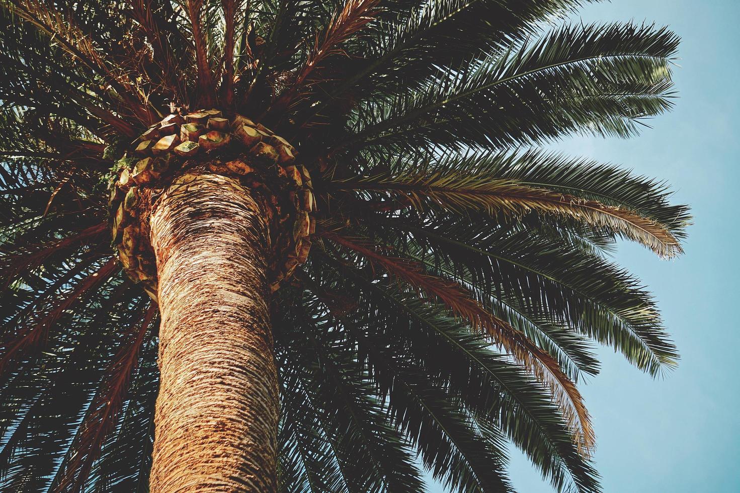 eine Palme in und blauer Himmel im Frühling foto